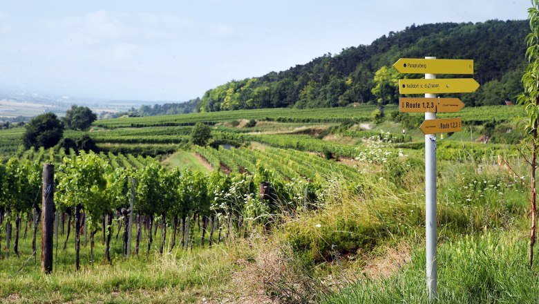 Mostviertel, Weinland Traisental, Aussichtspunkt, Parapluiberg, © Mostviertel Tourismus / weinfranz.at Mostviertel, Weinland Traisental, Aussichtspunkt, Parapluiberg, © Mostviertel Tourismus / weinfranz.at