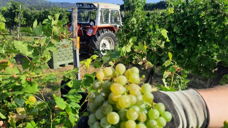 Weintraube, © Bauer Biohof Weintraube, © Bauer Biohof