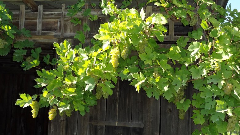 Weingarten, © Anita Schiessler Weingarten, © Anita Schiessler