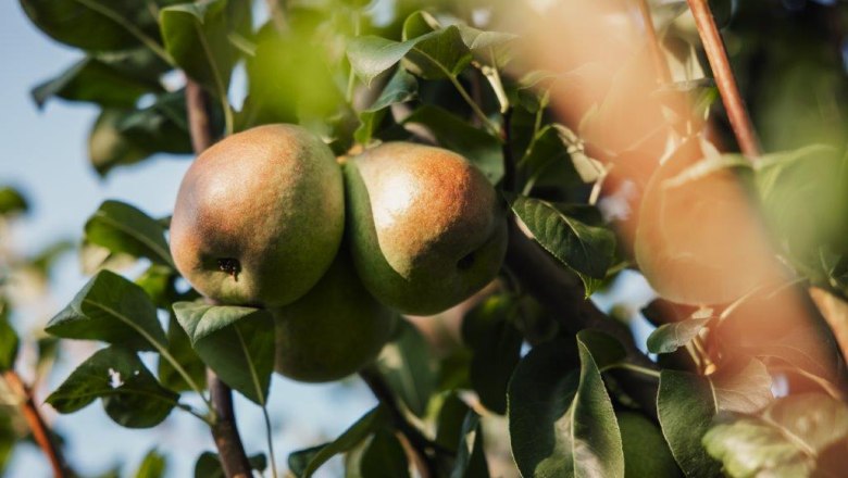 Obsthof Altenriederer, © Monika Jungwirth, Karma & Pitch Obsthof Altenriederer, © Monika Jungwirth, Karma & Pitch