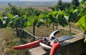 Biohof Bauer, © Bauer Biohof Biohof Bauer, © Bauer Biohof