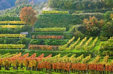 Weinherbst, © www.soulfoto.at