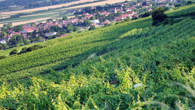 Weinberge im Traisental mit einem Dorf im Hintergrund.