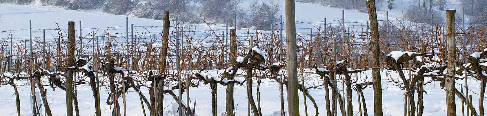 Weinstöcke im Winter, © www.lahmer.at