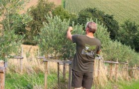 olivenhof, &copy; www.olivenhof.at