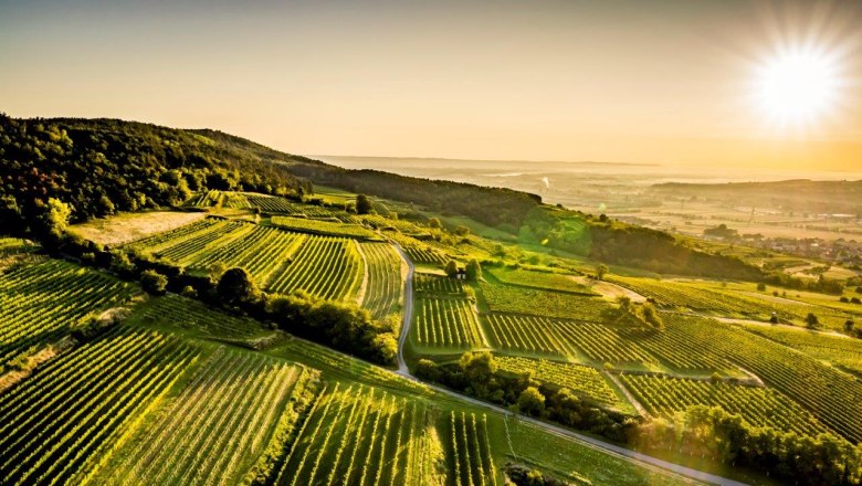 Großlage Parapluiberg, © Robert Herbst