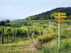 Mostviertel, Weinland Traisental, Aussichtspunkt, Parapluiberg, &copy; Mostviertel Tourismus / weinfranz.at