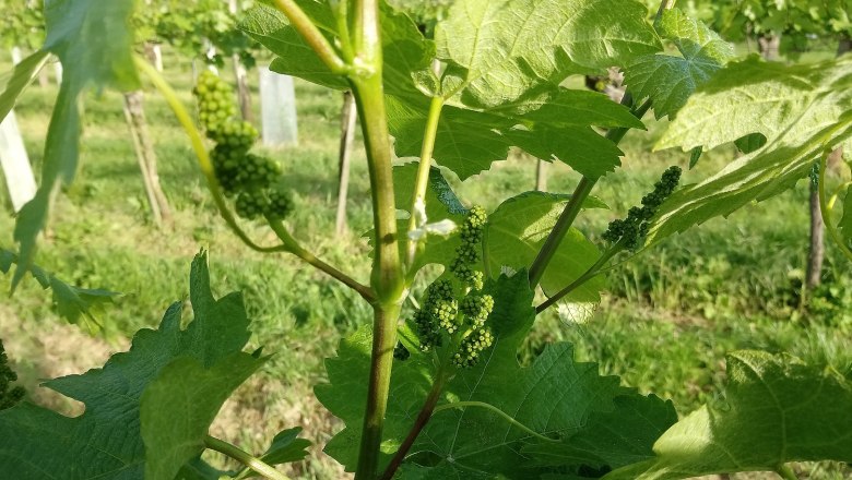 Weingarten, &copy; Weingut Simetzberger