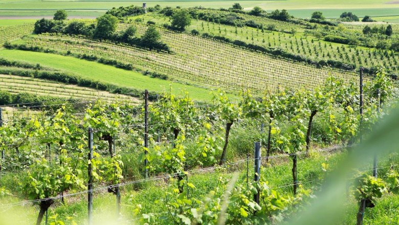 Beschwingte Tage im Weinland Traisental, &copy; weinfranz.at