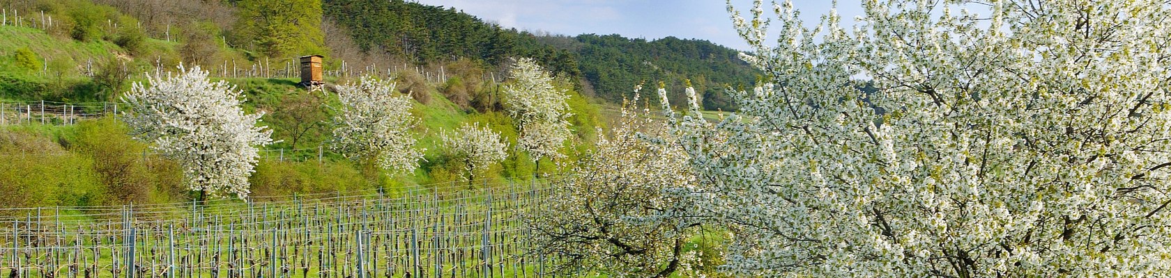 Das Traisental im Frühjahr, © www.soulfoto.at