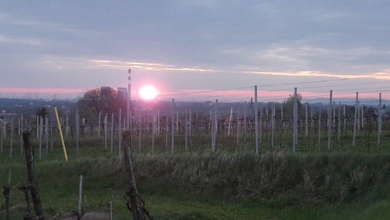 Sonnenuntergang &uuml;ber einem Weingarten mit Pf&auml;hlen und Dr&auml;hten, im Hintergrund eine Stadt und ein Schornstein.