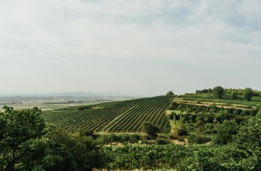 Großlagen Traisental, © Julius Hirtzberger