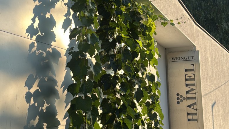 Außenansicht des Weinguts Haimel mit Weinreben an der Wand.