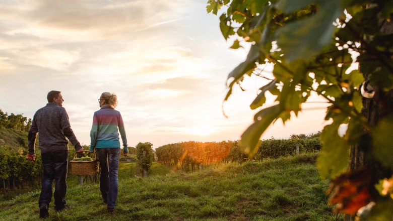 Weinherbst im Traisental, © schwarz-koenig.at