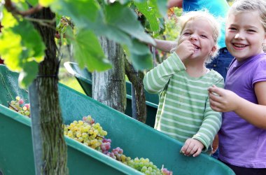 Weinernte im Traisental, © Mostviertel Tourismus, weinfranz.at