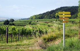 Mostviertel, Weinland Traisental, Aussichtspunkt, Parapluiberg, &copy; Mostviertel Tourismus / weinfranz.at