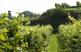 Ein gr&uuml;ner Weingarten mit Reihen von Weinreben und einem H&uuml;gel im Hintergrund.