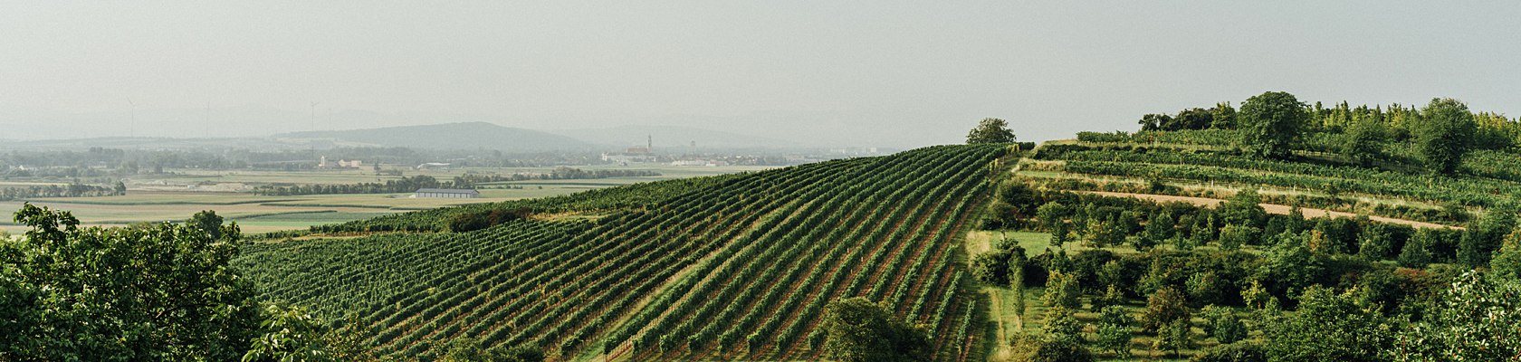 Großlagen Traisental, © Julius Hirtzberger