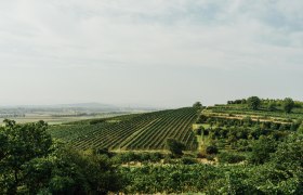 Großlagen Traisental, © Julius Hirtzberger