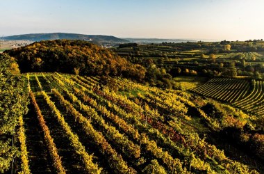 Großlage Venusberg, © Robert Herbst