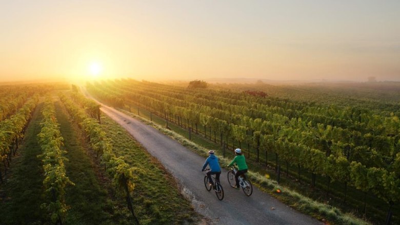 Den Traisentaler Weinherbst genießen, © schwarz-koenig.at