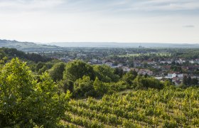 Aussicht Weinberge in Traismauer, © Stadtgemeinde Traismauer, David Schreiber
