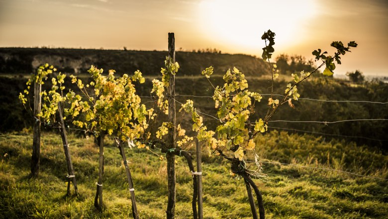 Weinreben im Sonnenuntergang auf einem H&uuml;gel.