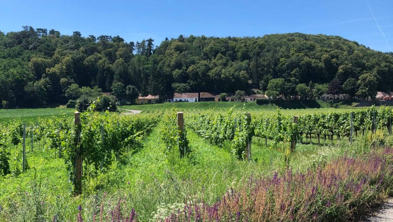Weinberge mit Wald im Hintergrund unter klarem Himmel.
