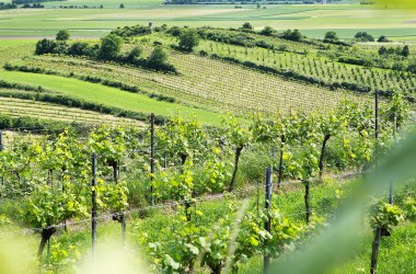 Blick übers Traisental im Frühling, © Mostviertel Tourismus, weinfranz.at