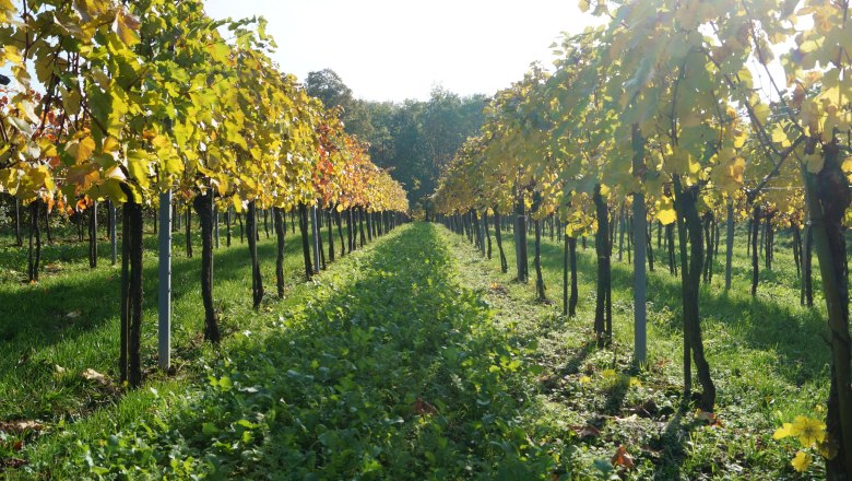 Ein Weingarten mit Reihen von Rebst&ouml;cken und herbstlich gef&auml;rbten Bl&auml;ttern unter strahlendem Sonnenschein.