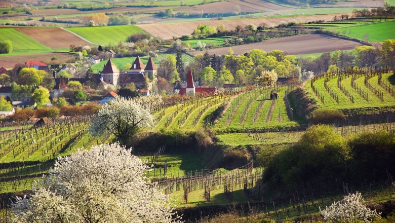 Landschaft mit Weinbergen, blühenden Bäumen und einem Dorf im Hintergrund.