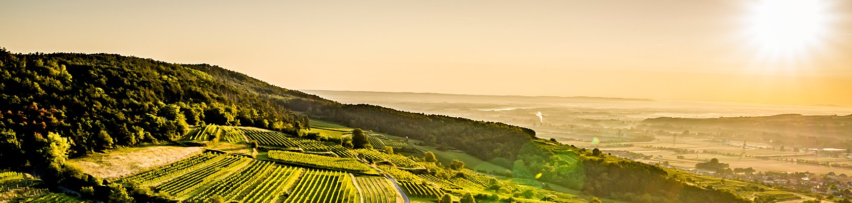 Weinland Traisental, © Robert Herbst