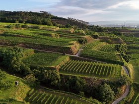 Mostviertel, Weinland Traisental, Aussichtspunkt, Parapluiberg, &copy; Mostviertel Tourismus / weinfranz.at